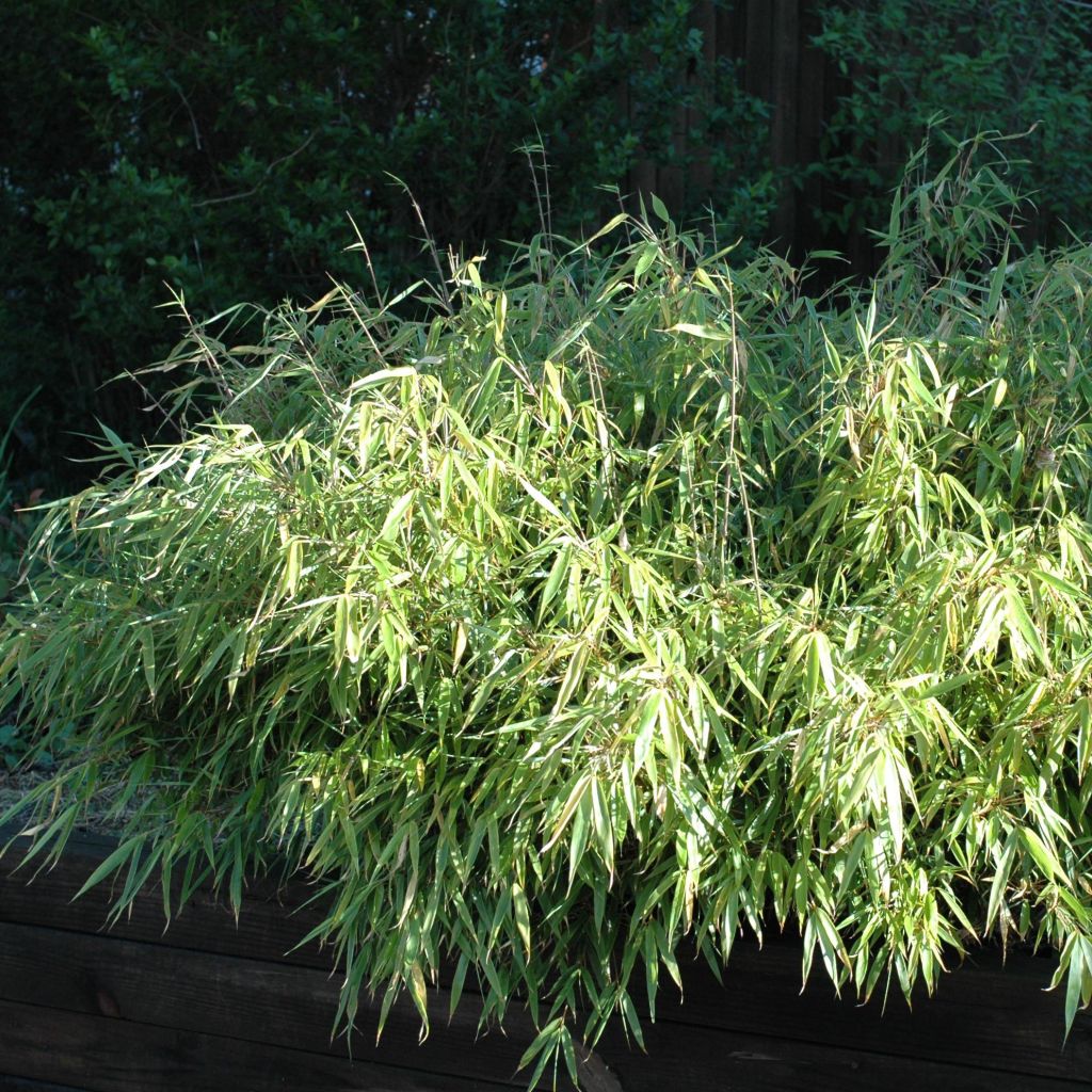 Fargesia rufa - Bambus