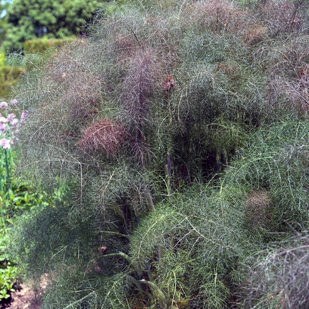Gewöhnlicher Fenchel purpureum bio - Foeniculum officinale