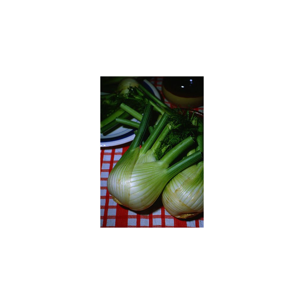 Fenchel de Florence