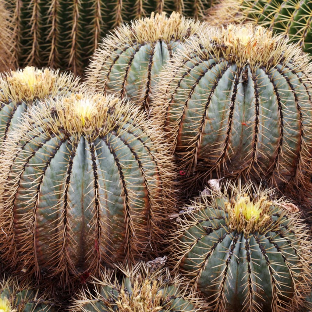 Ferocactus glaucescens - Ferokaktus