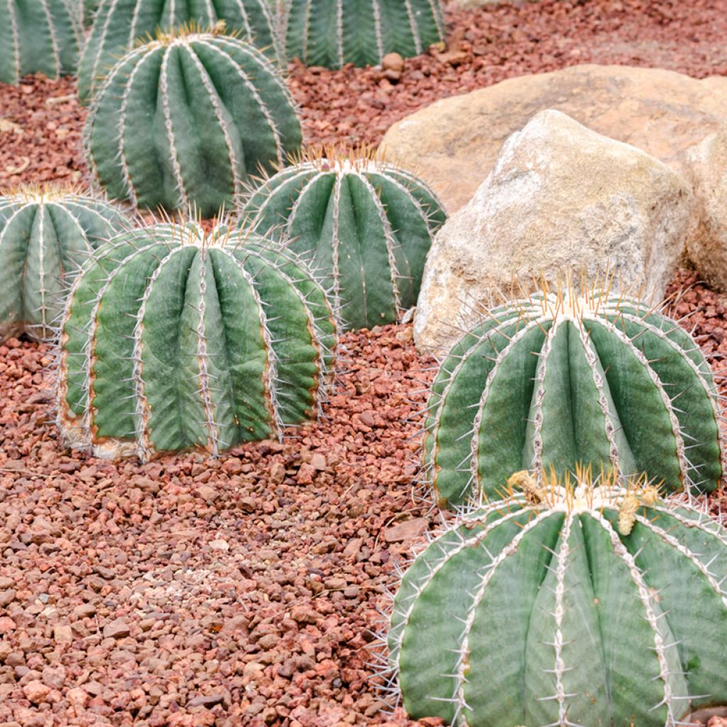 Ferocactus glaucescens - Ferokaktus