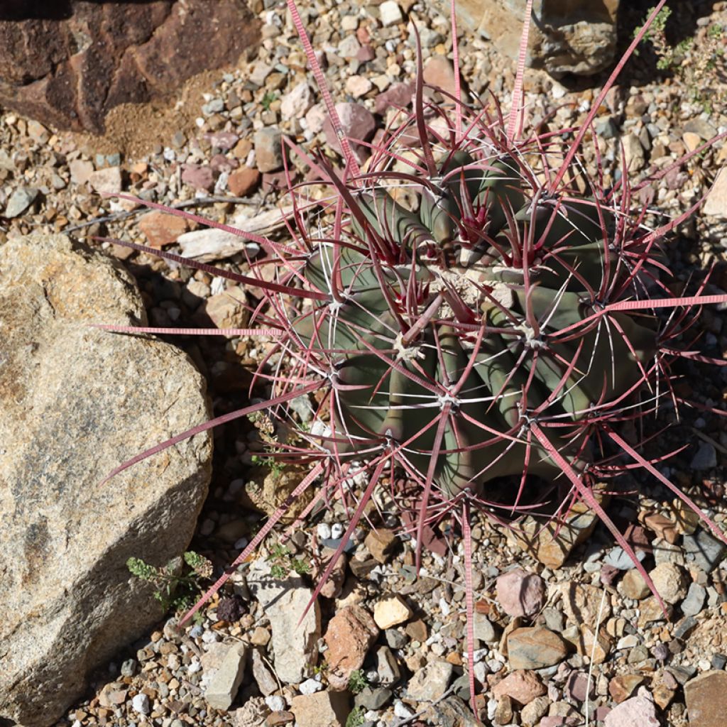 Ferocactus rectispinus - Ferokaktus