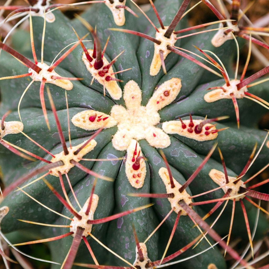 Ferocactus stainesii - Ferocactus stainesii