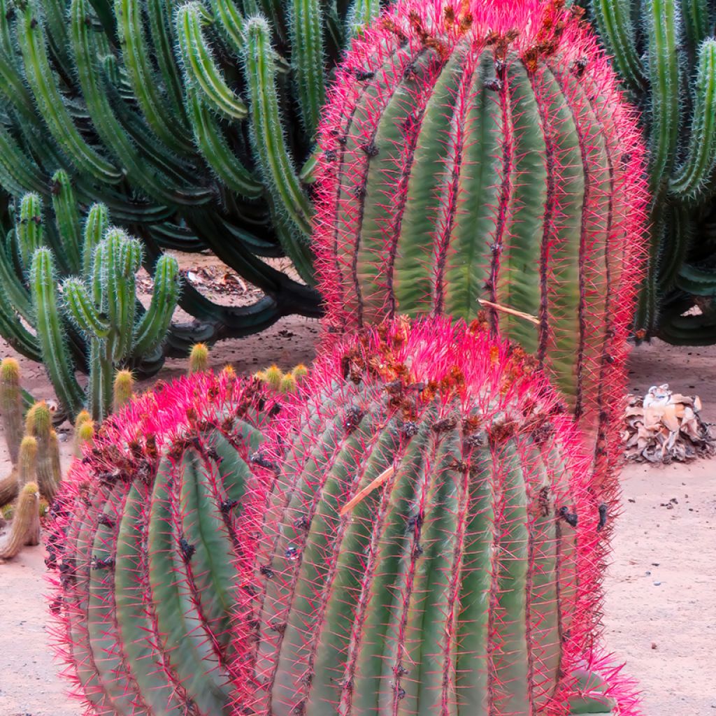 Ferocactus stainesii - Ferocactus stainesii