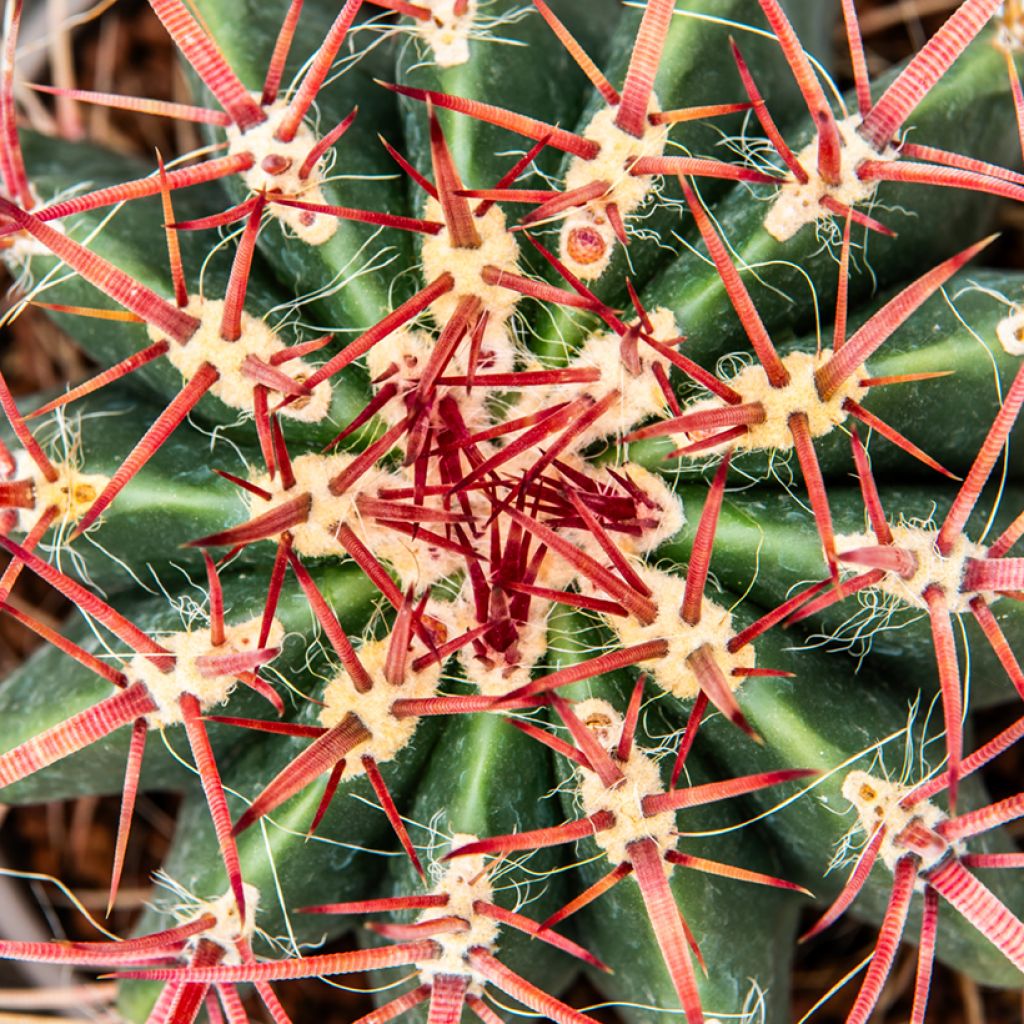 Ferocactus stainesii - Ferocactus stainesii