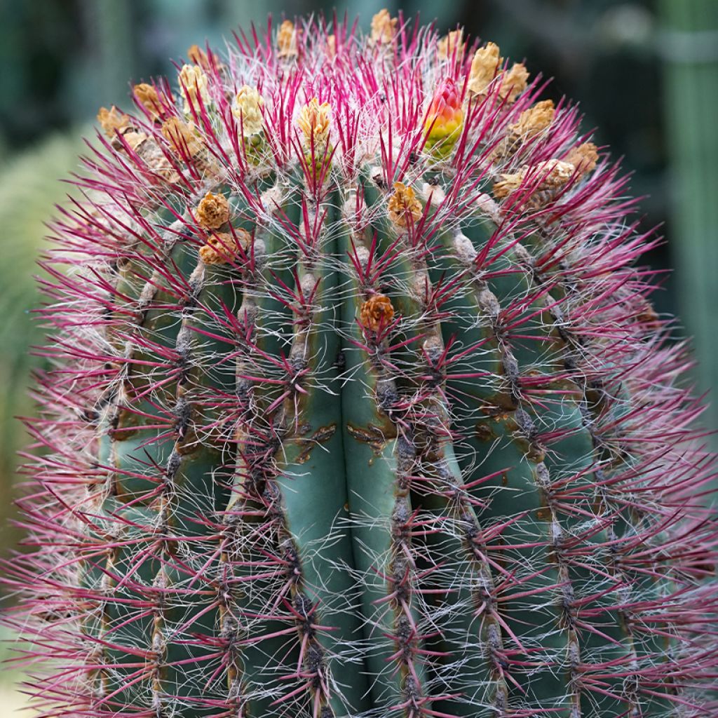Ferocactus stainesii var. pilosus - Ferocactus stainesii