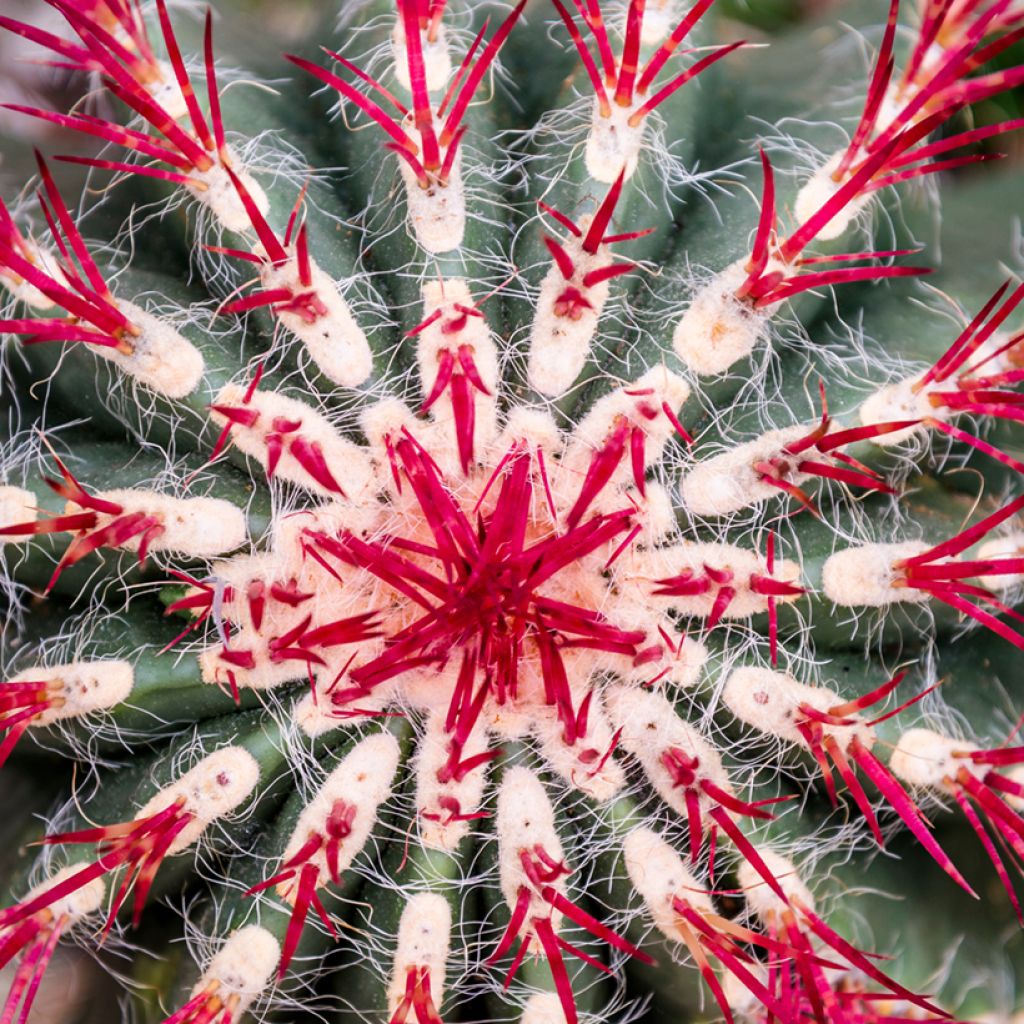 Ferocactus stainesii var. pilosus - Ferocactus stainesii