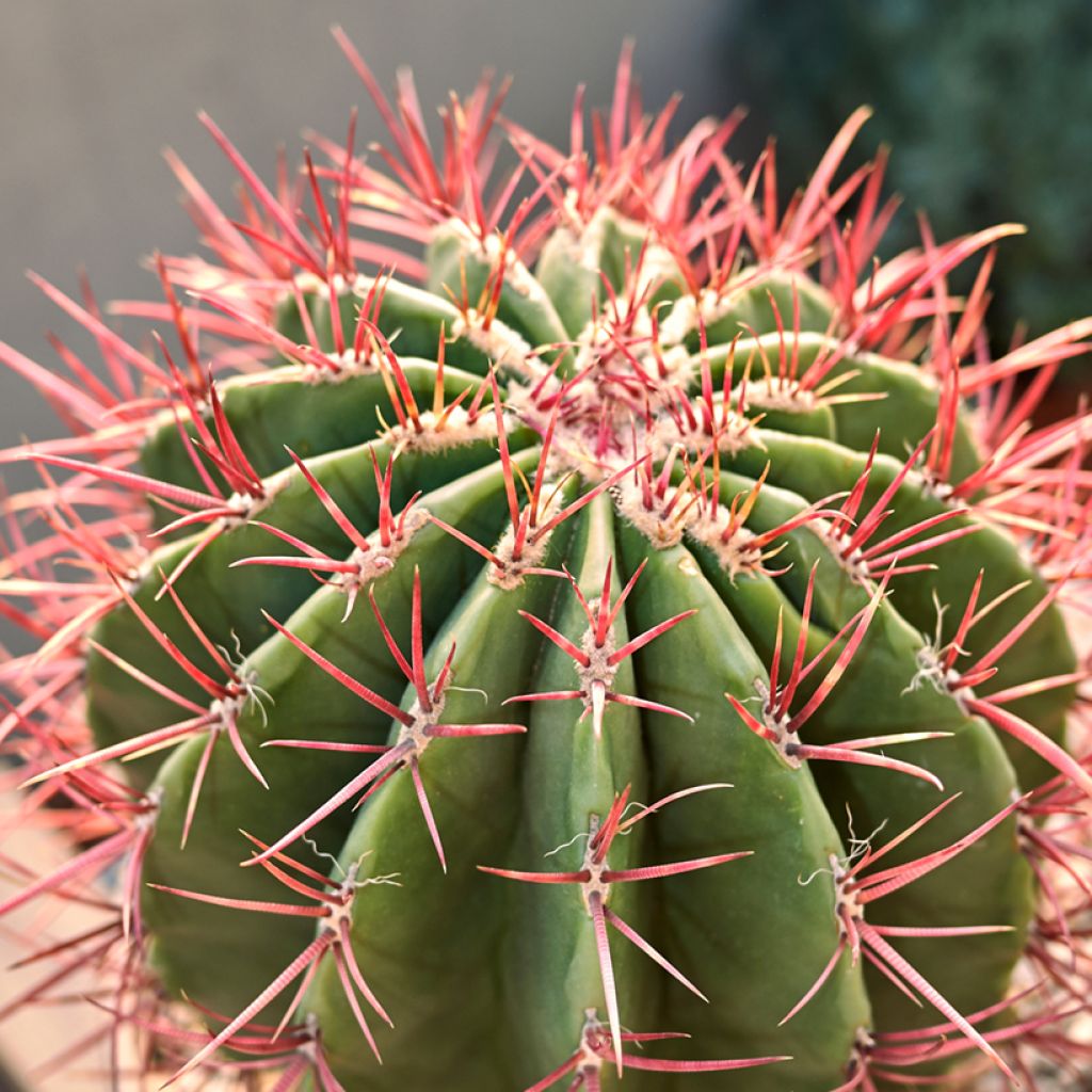 Ferocactus stainesii var. pilosus - Ferocactus stainesii