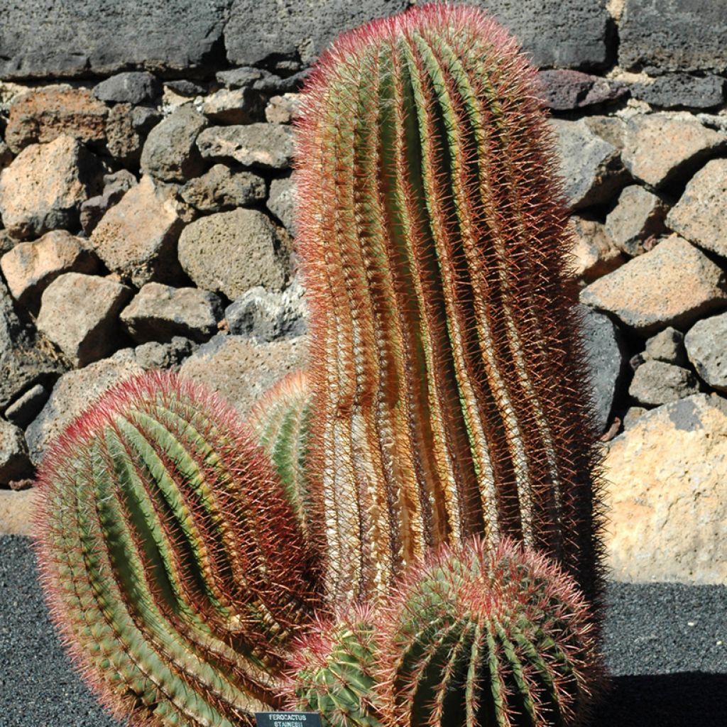 Ferocactus stainesii var. pilosus - Ferocactus stainesii