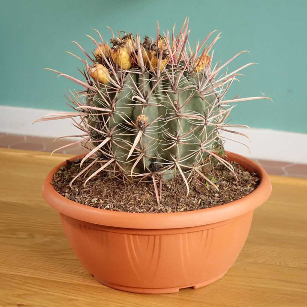 Ferocactus gracilis subsp. coloratus - Ferokaktus
