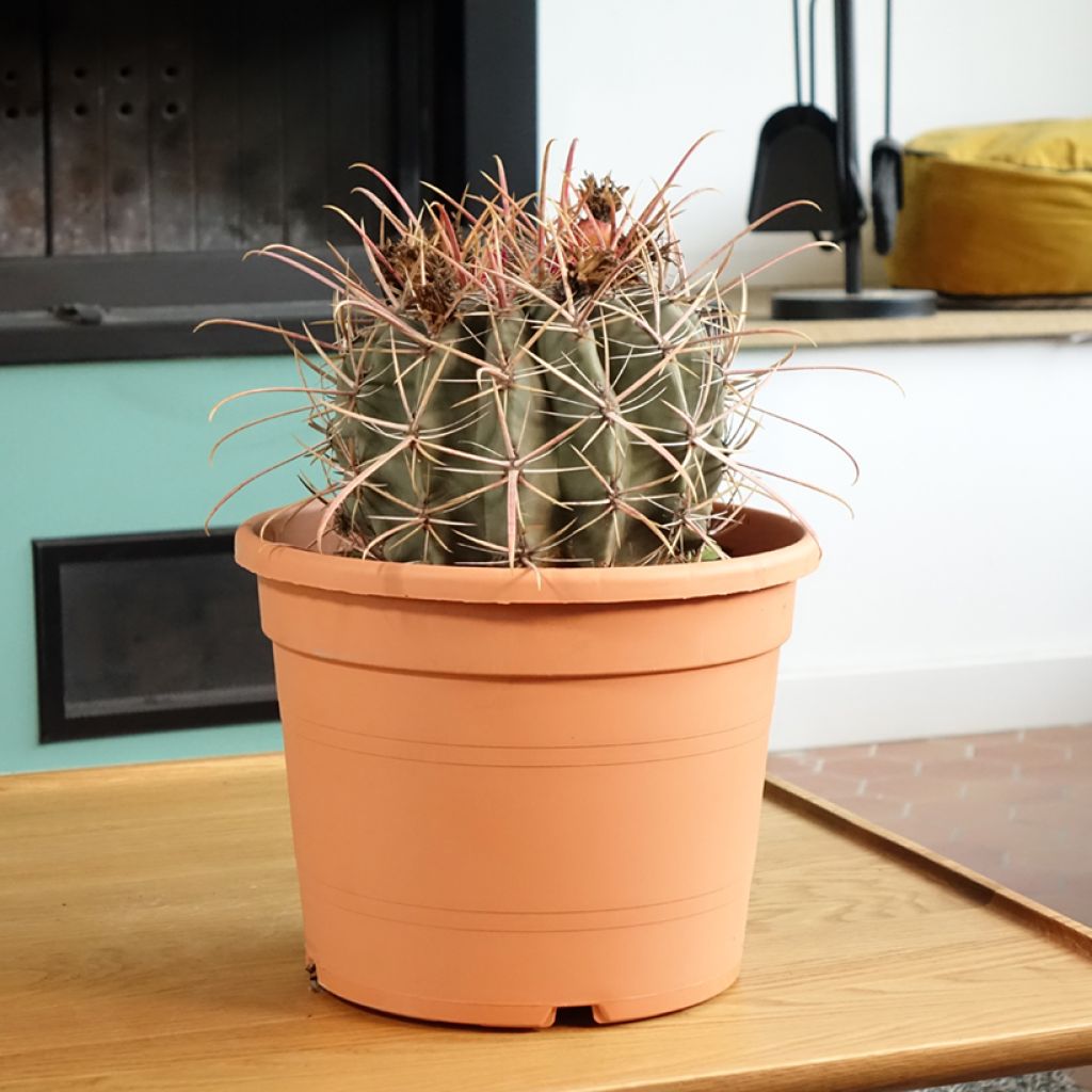 Ferocactus rectispinus - Ferokaktus