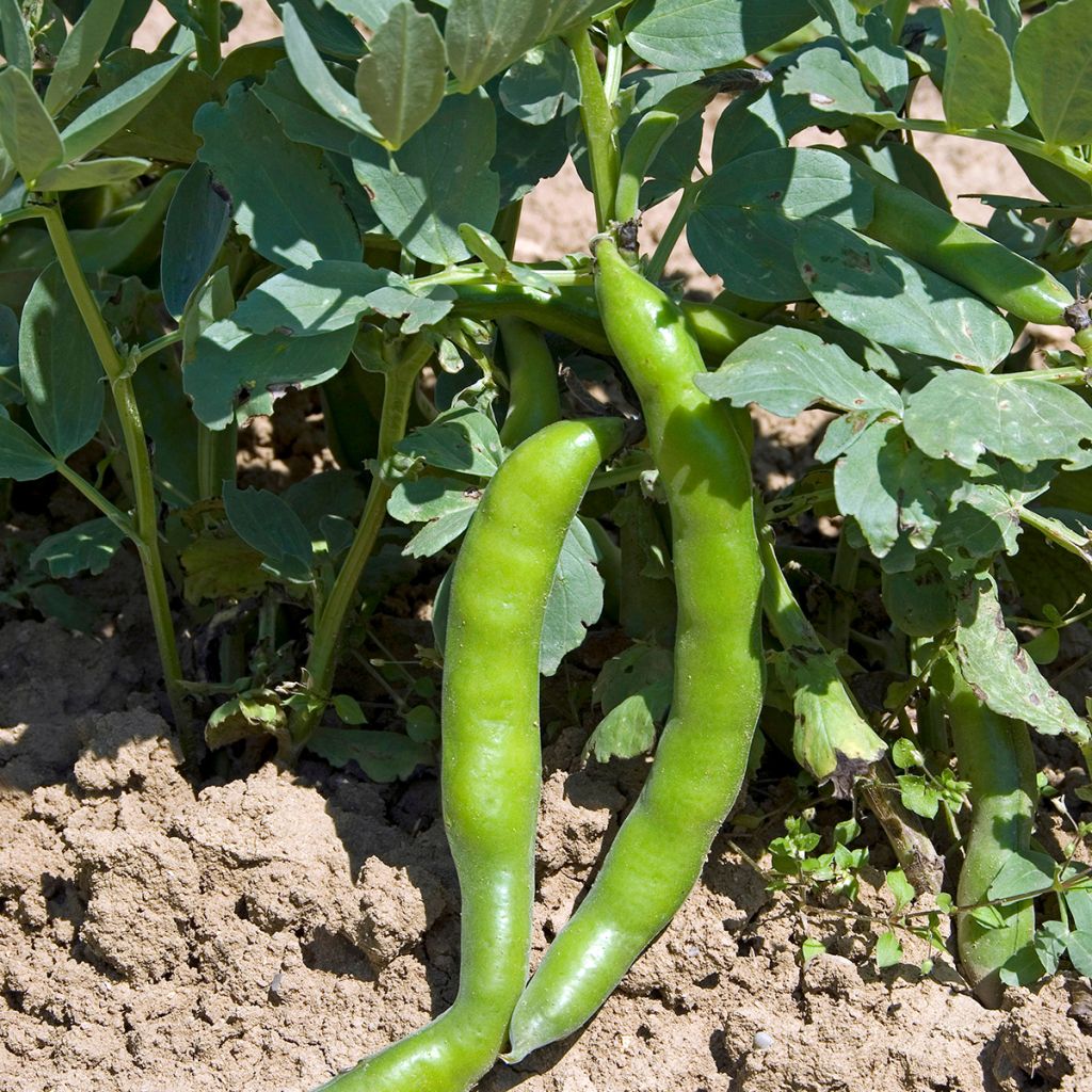 Ackerbohne Aguadulce très longue cosse