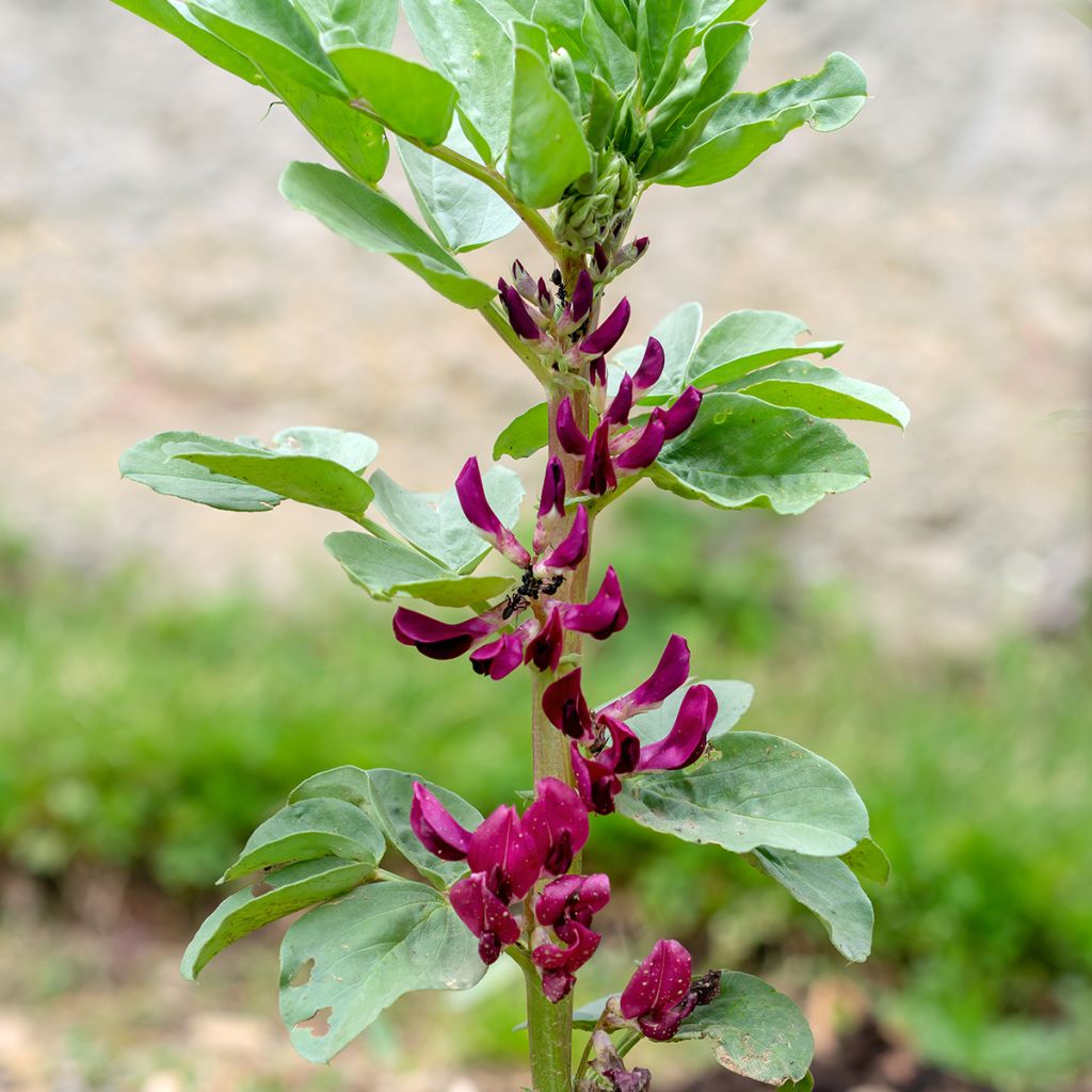 Ackerbohne Crimson Flowered