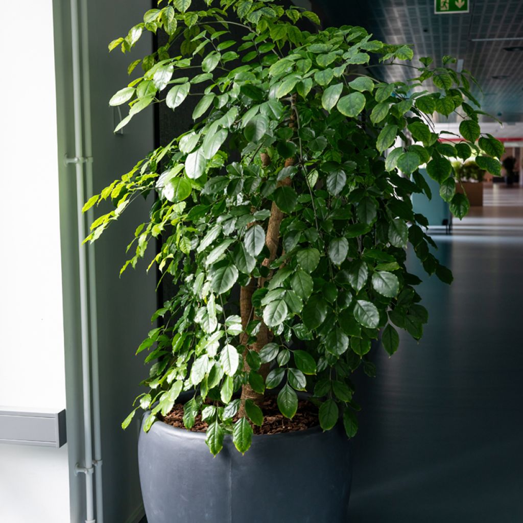 Birkenfeige - Ficus Exotica