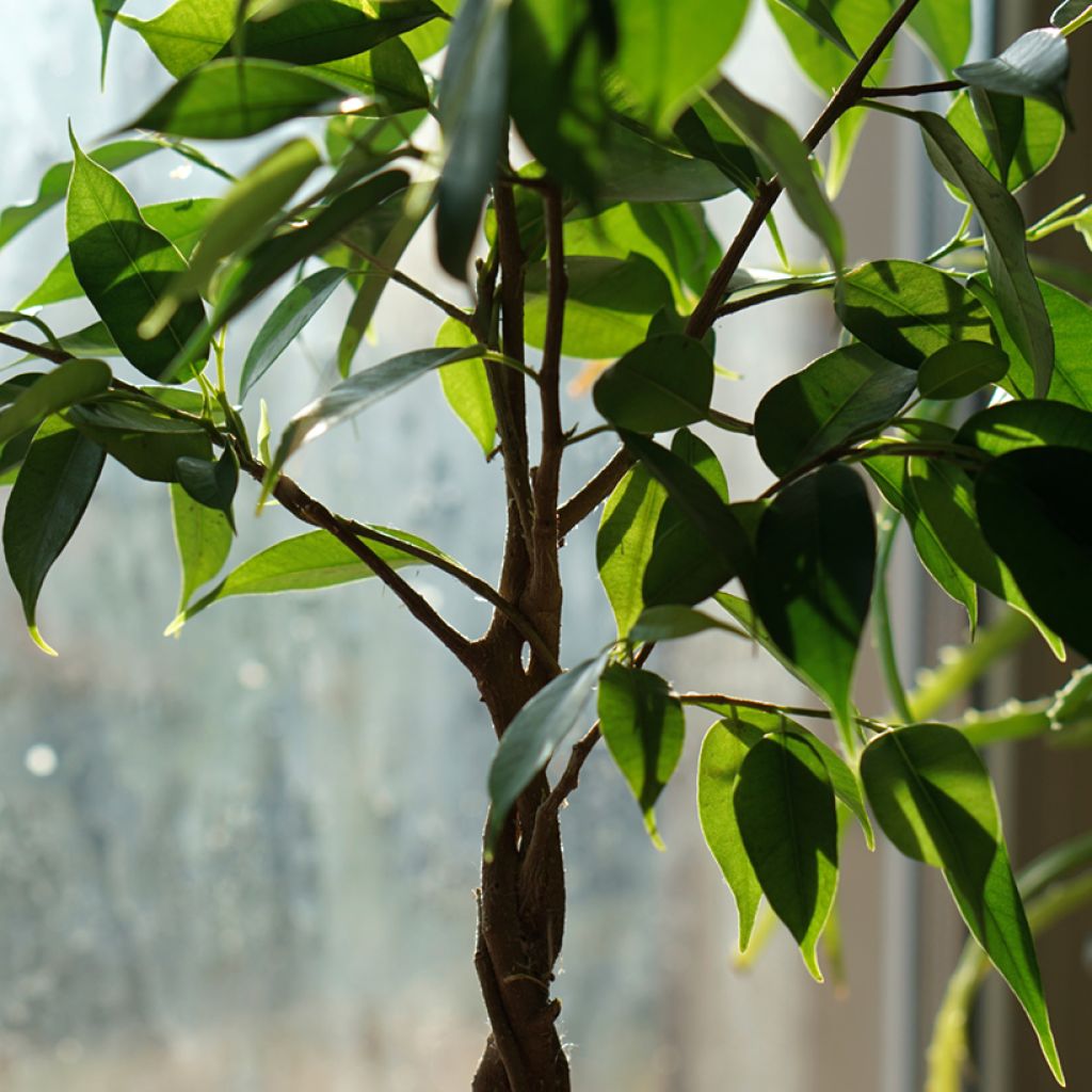 Ficus Natasja - Birkenfeige