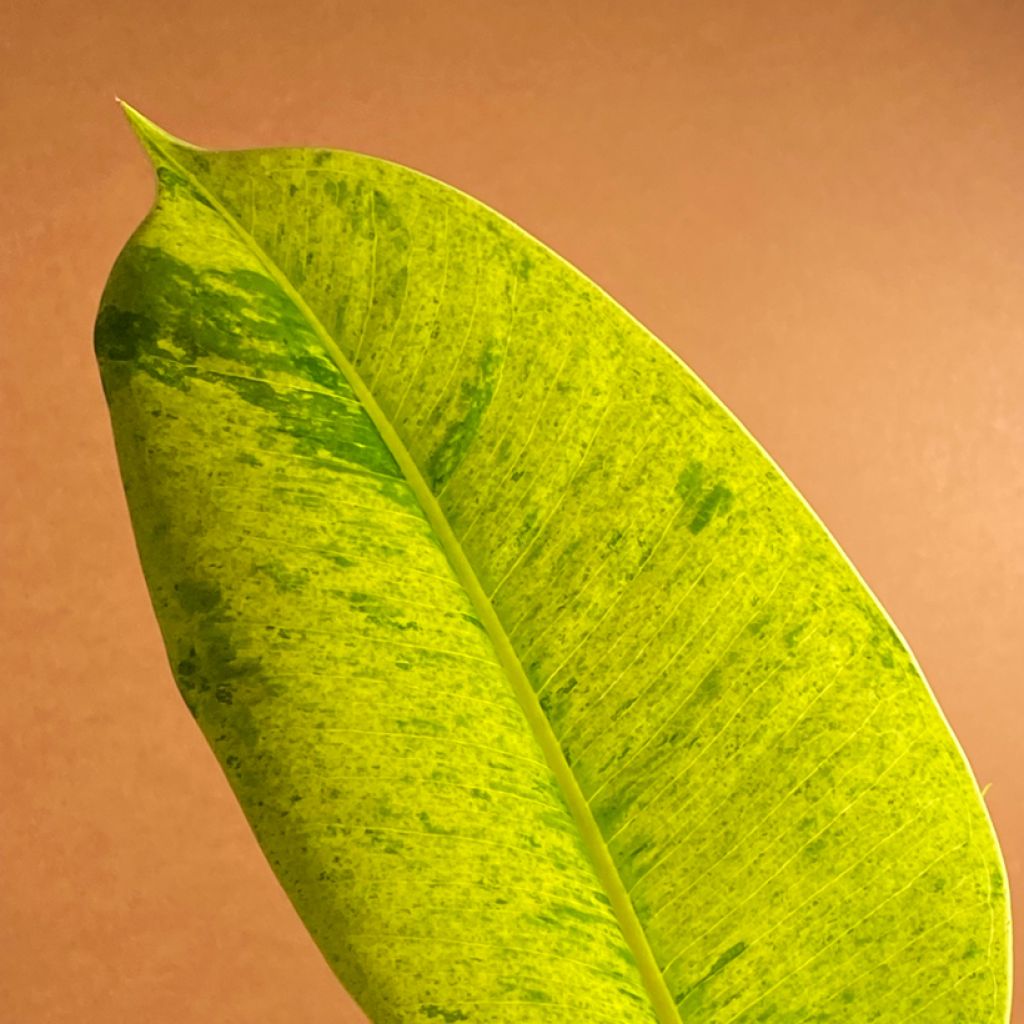 Ficus Shivereana - Gummibaum