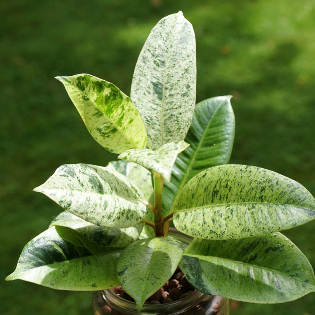 Ficus Shivereana - Gummibaum