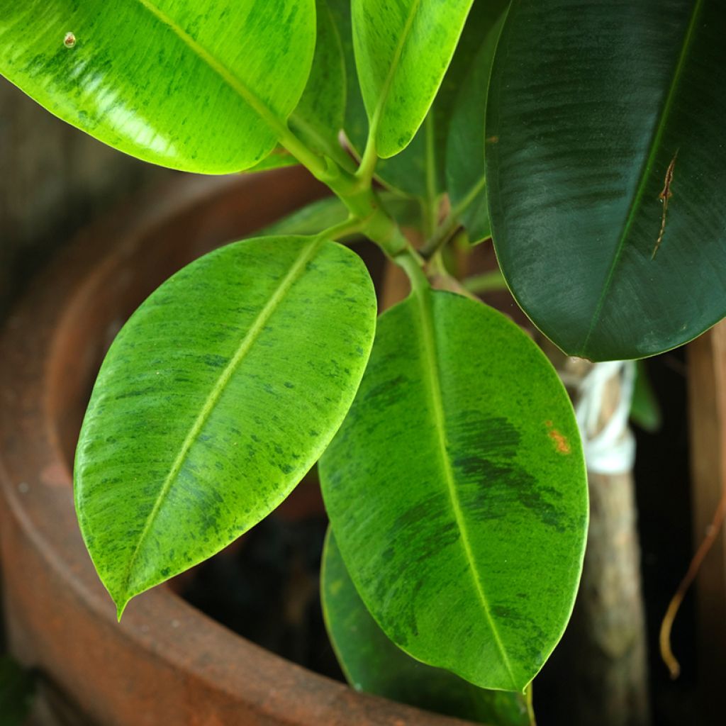 Ficus Shivereana - Gummibaum