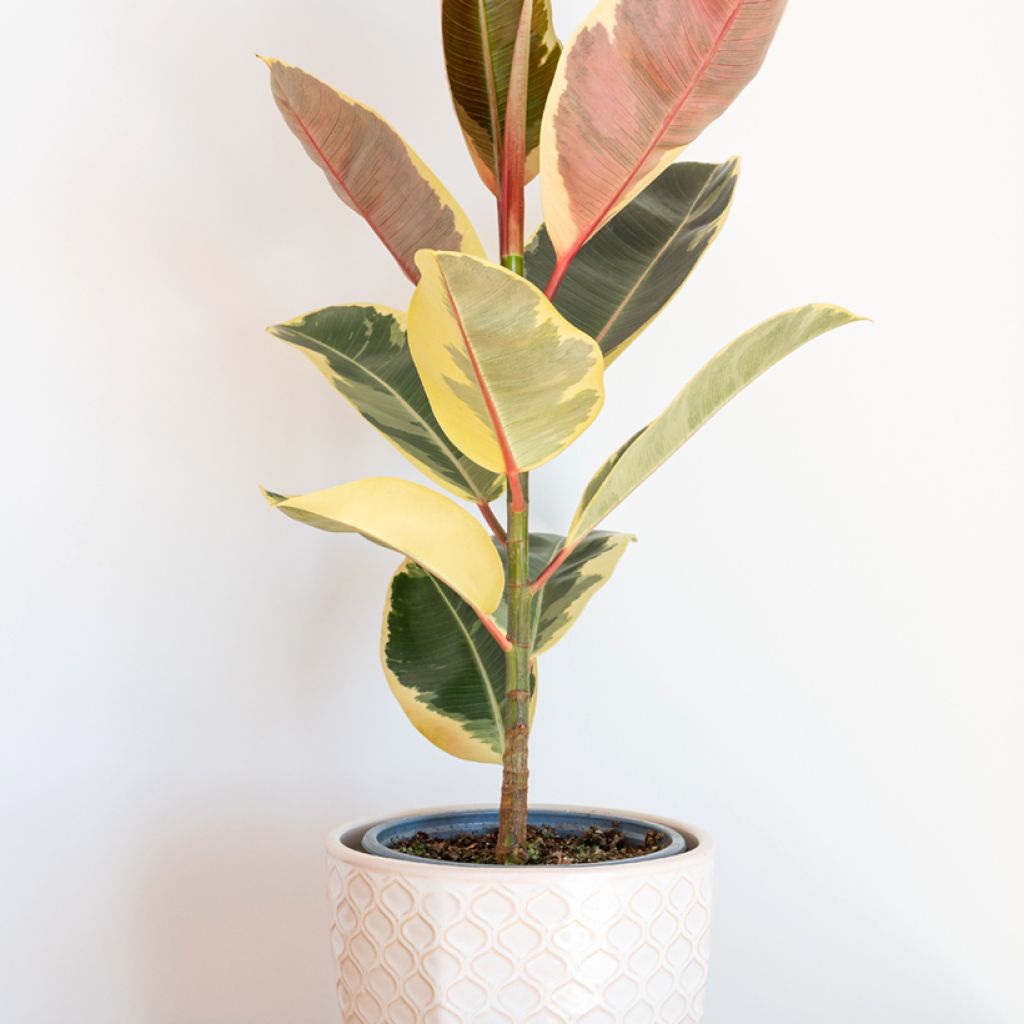 Gummibaum - Ficus Tineke