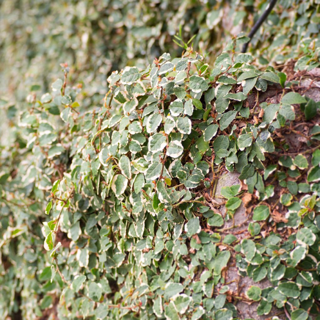 Ficus pumila Bellus - Kletter-Feige