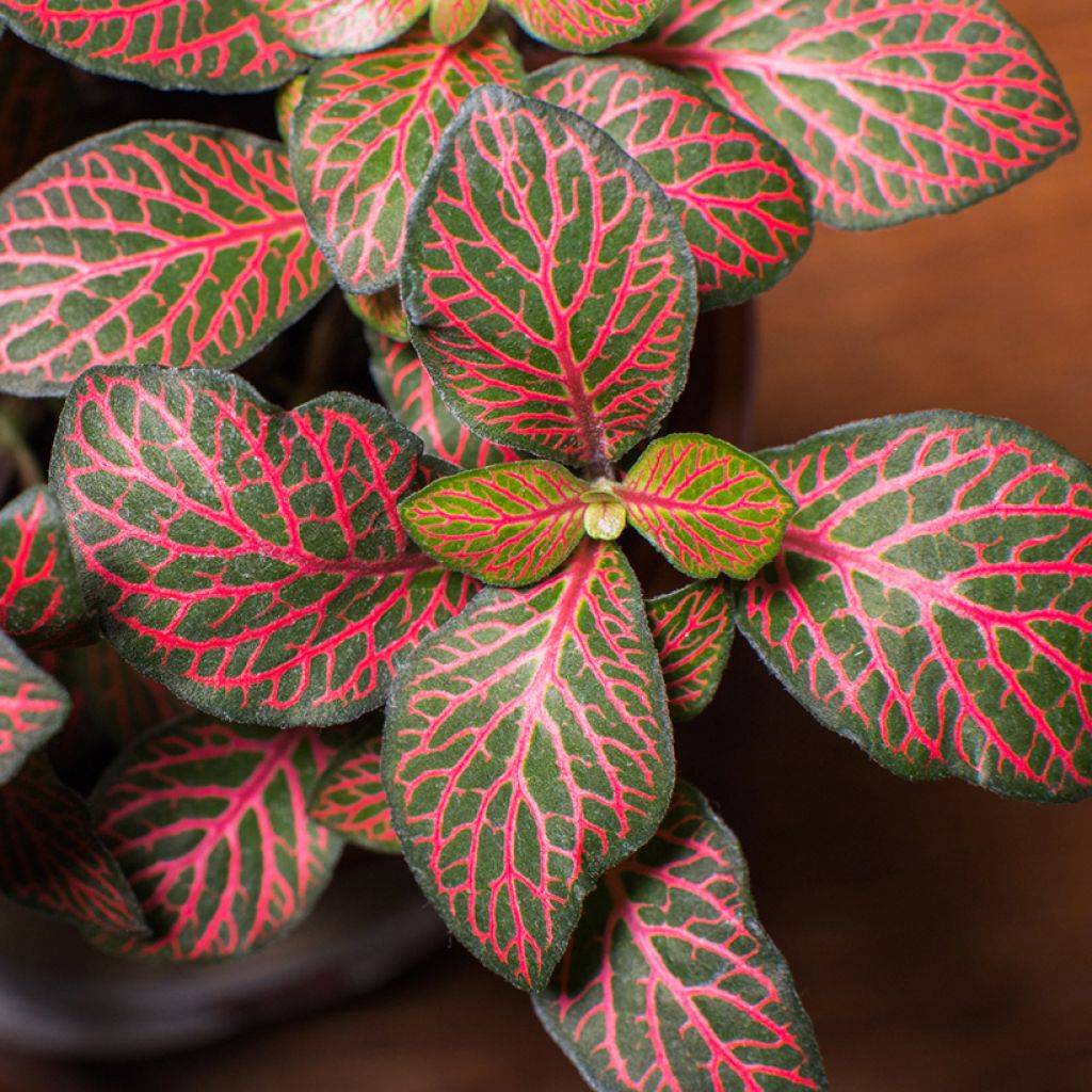 Fittonia Joly Josan Red - Mosaikpflanze