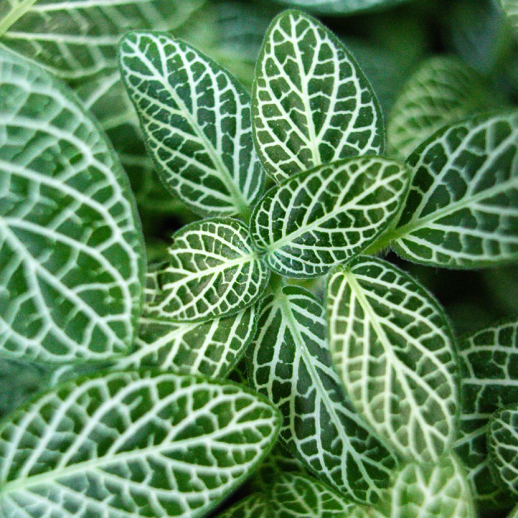 Fittonia Mini White - Mosaikpflanze