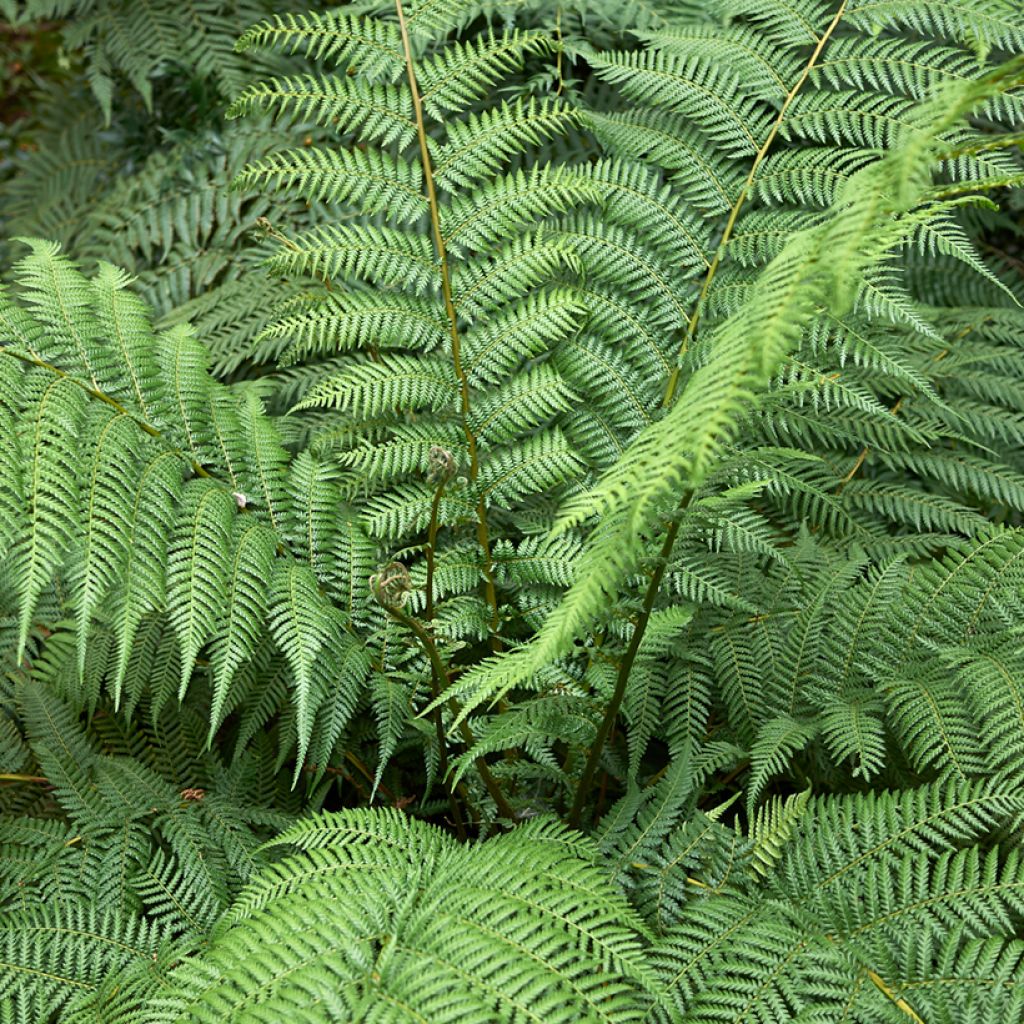 Dicksonia antarctica - Australischer Baumfarn