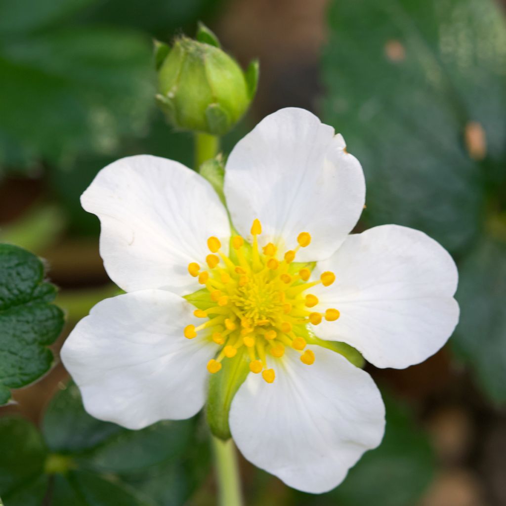 Fragaria chiloensis - Chile-Erdbeere