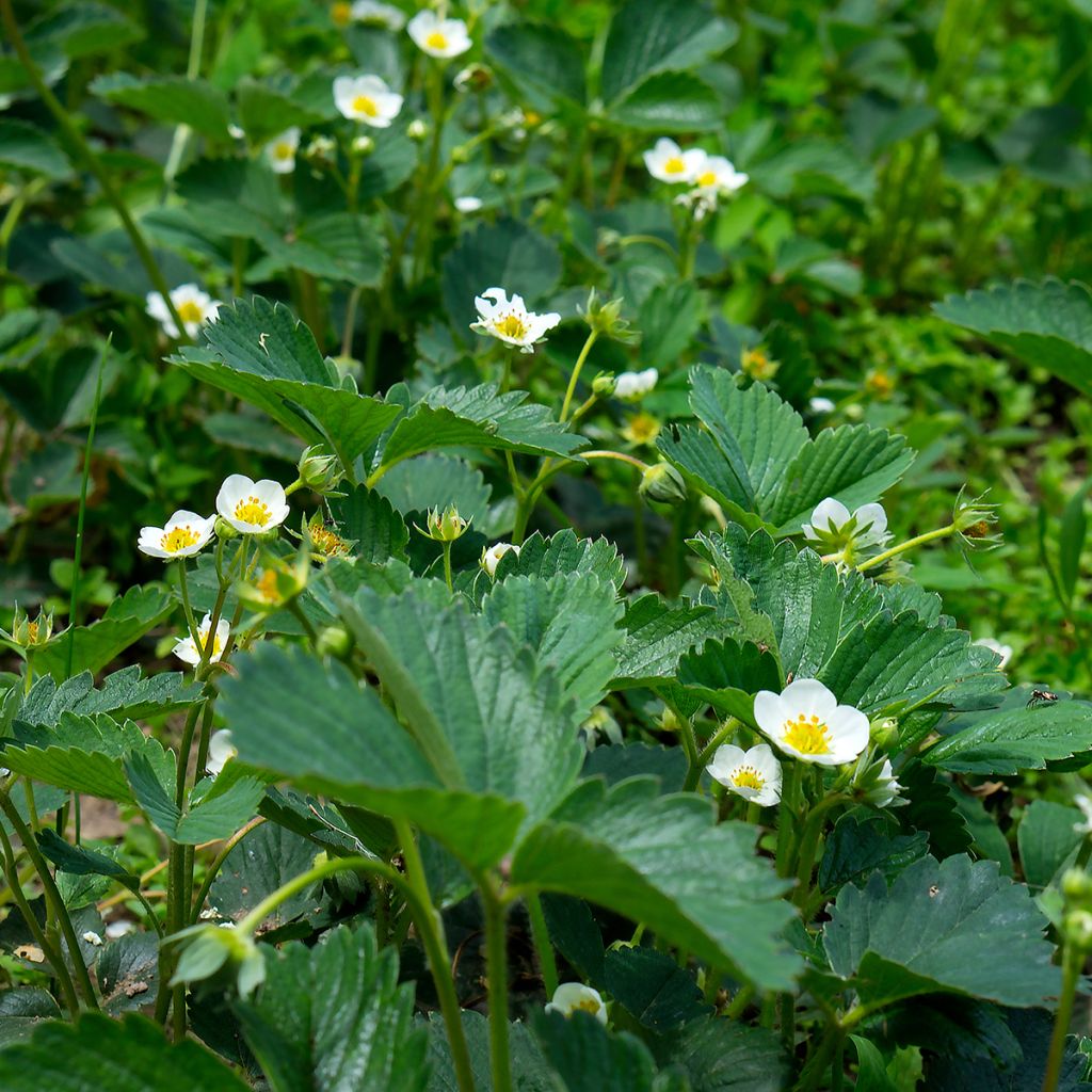 Fragaria chiloensis - Chile-Erdbeere