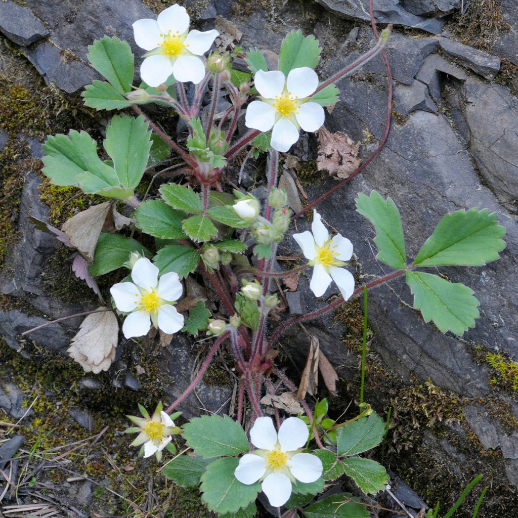 Fragaria chiloensis - Chile-Erdbeere