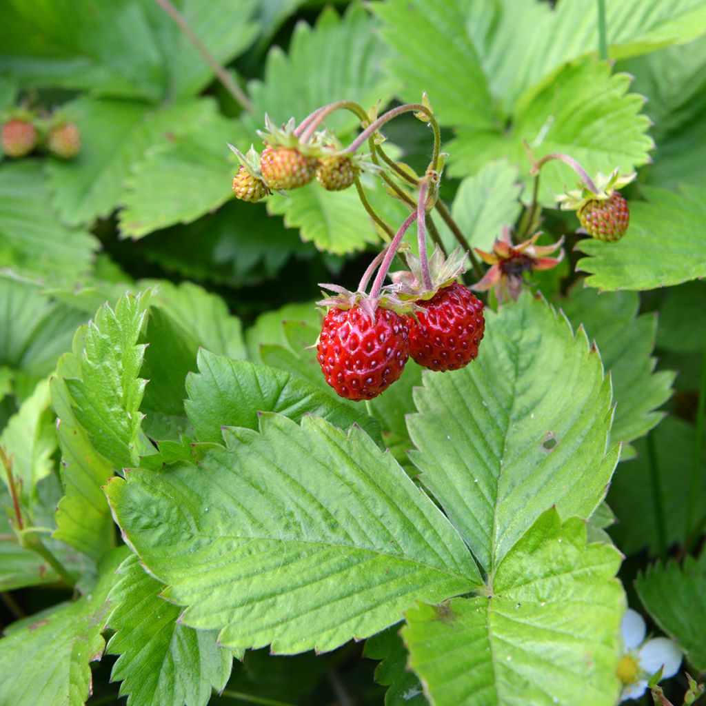 Fragaria chiloensis - Chile-Erdbeere