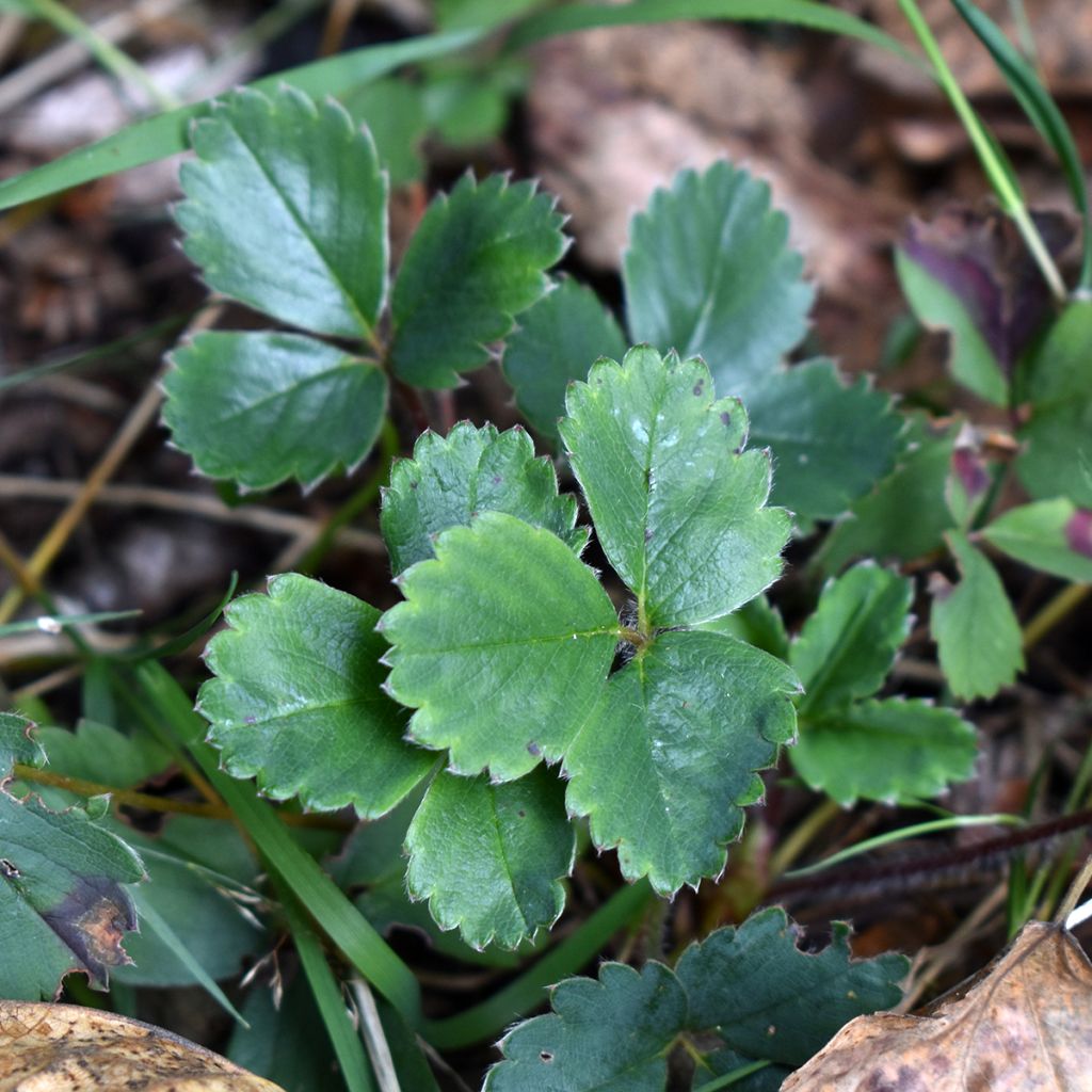 Fragaria chiloensis - Chile-Erdbeere