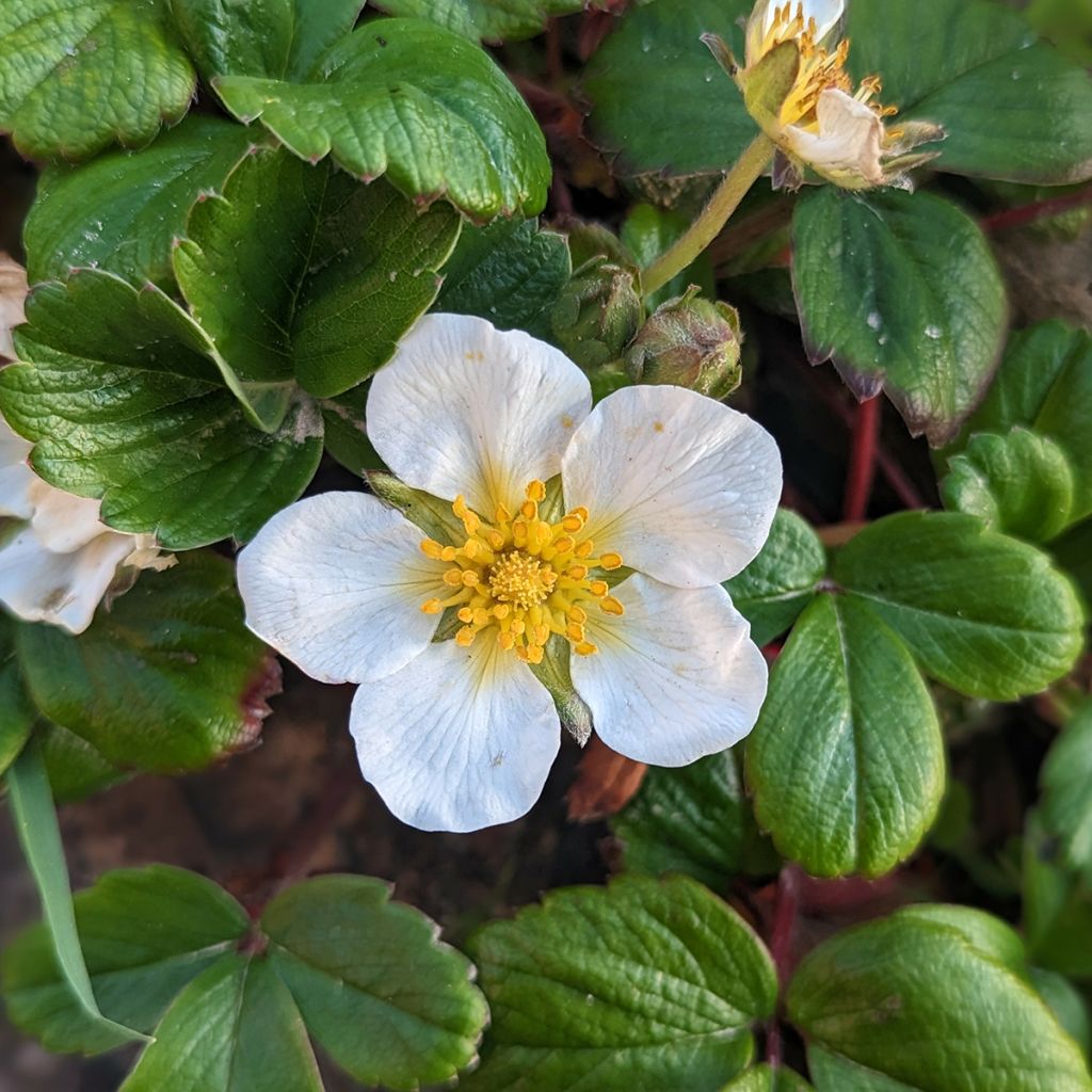 Fragaria chiloensis - Chile-Erdbeere