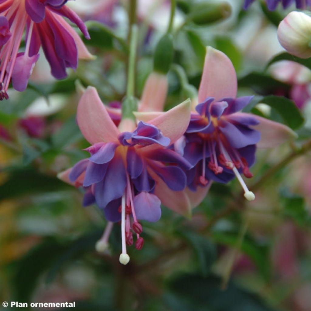 Fuchsia Shadow Dancer Amelie