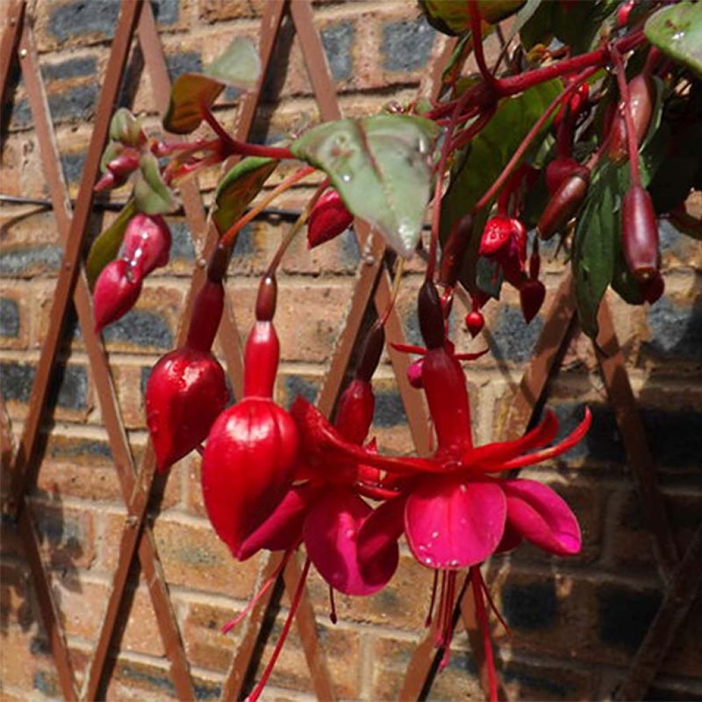 Fuchsia Marinka