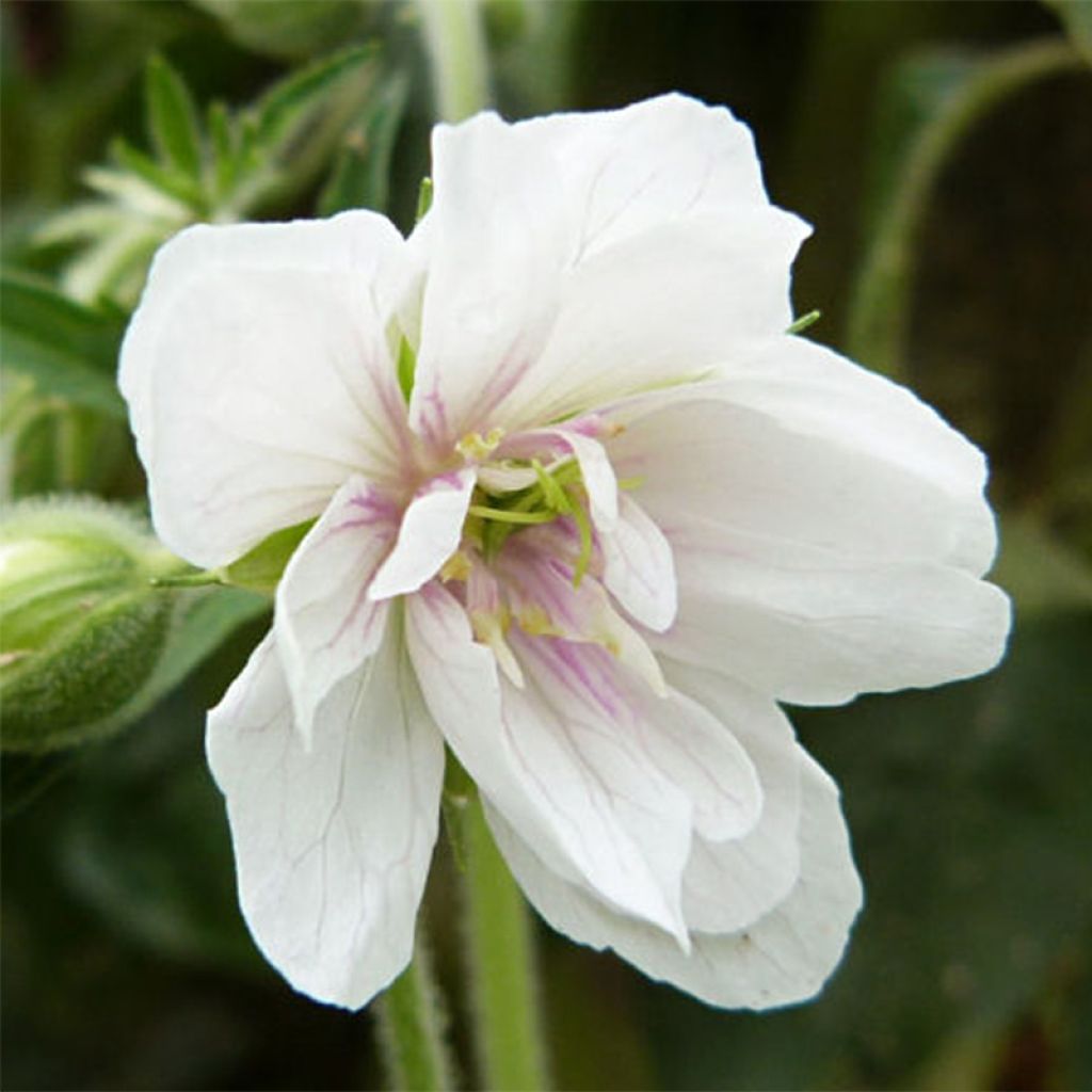 Geranium pratense Algera Double - Wiesen-Storchschnabel