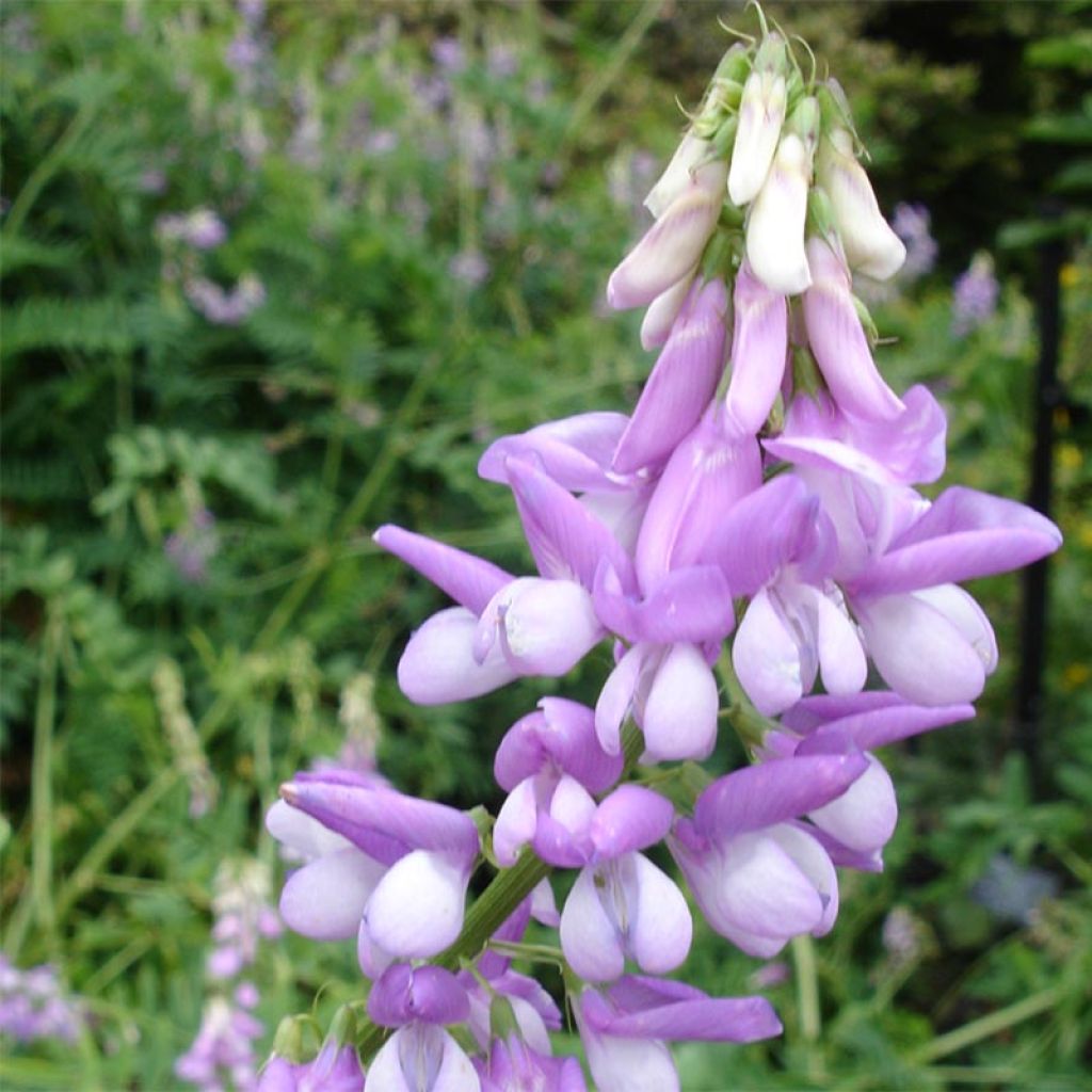 Galega officinalis - Geißraute