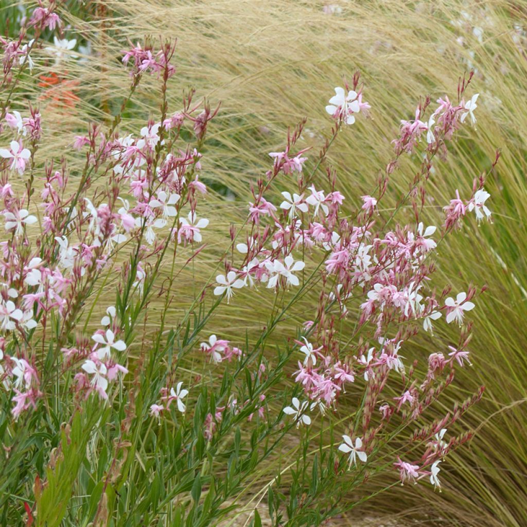 Prachtkerze The Bride (Samen) - Gaura lindheimerii