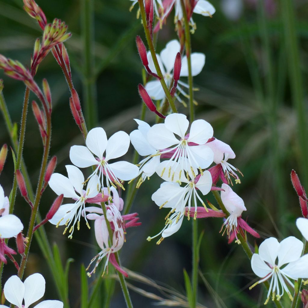 Prachtkerze The Bride (Samen) - Gaura lindheimerii