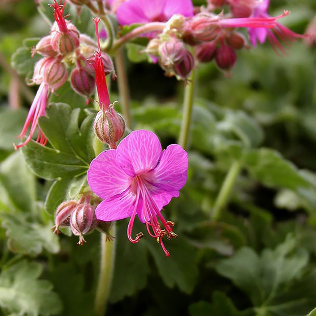 Geranium macrorrhizum Ingwersen's Variety - Balkan-Storchschnabel