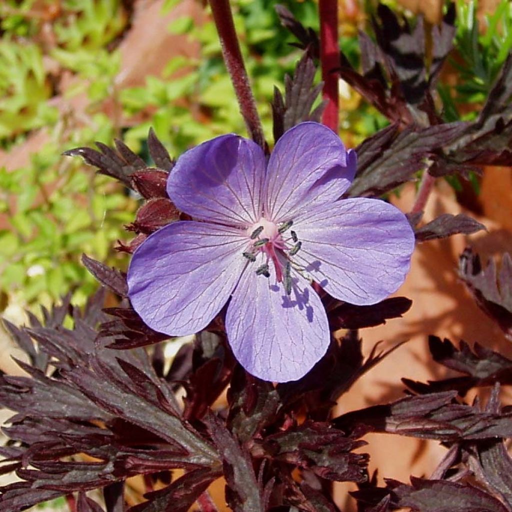 Géranium vivace pratense Hocus Pocus - Géranium des prés