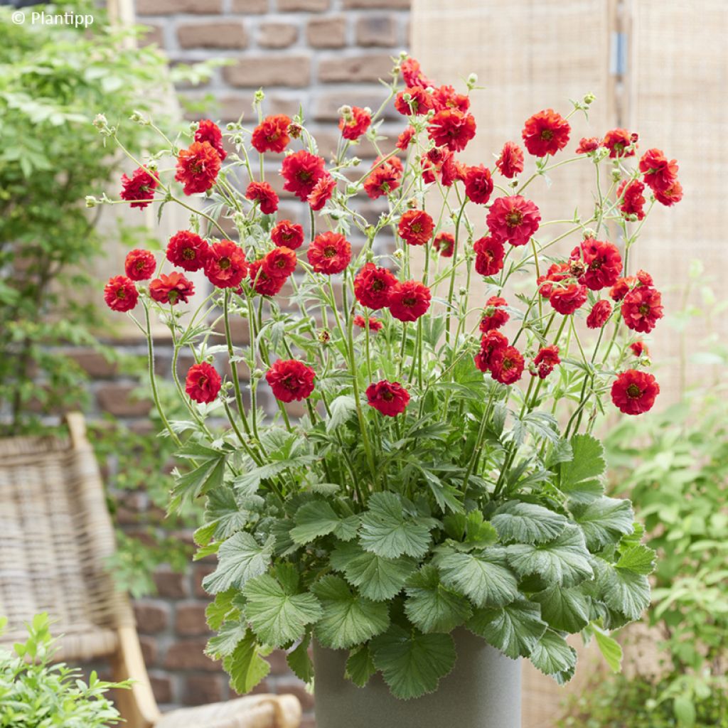 Geum Firestarter - Nelkenwurz