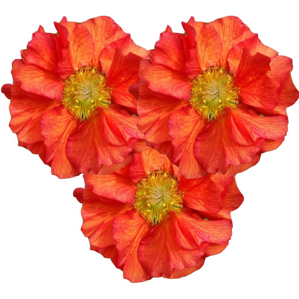Geum Scarlet Tempest - Nelkenwurz