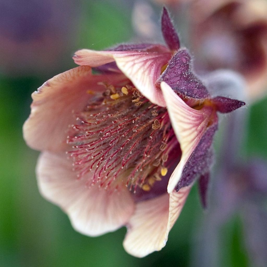 Geum rivale - Bach-Nelkenwurz