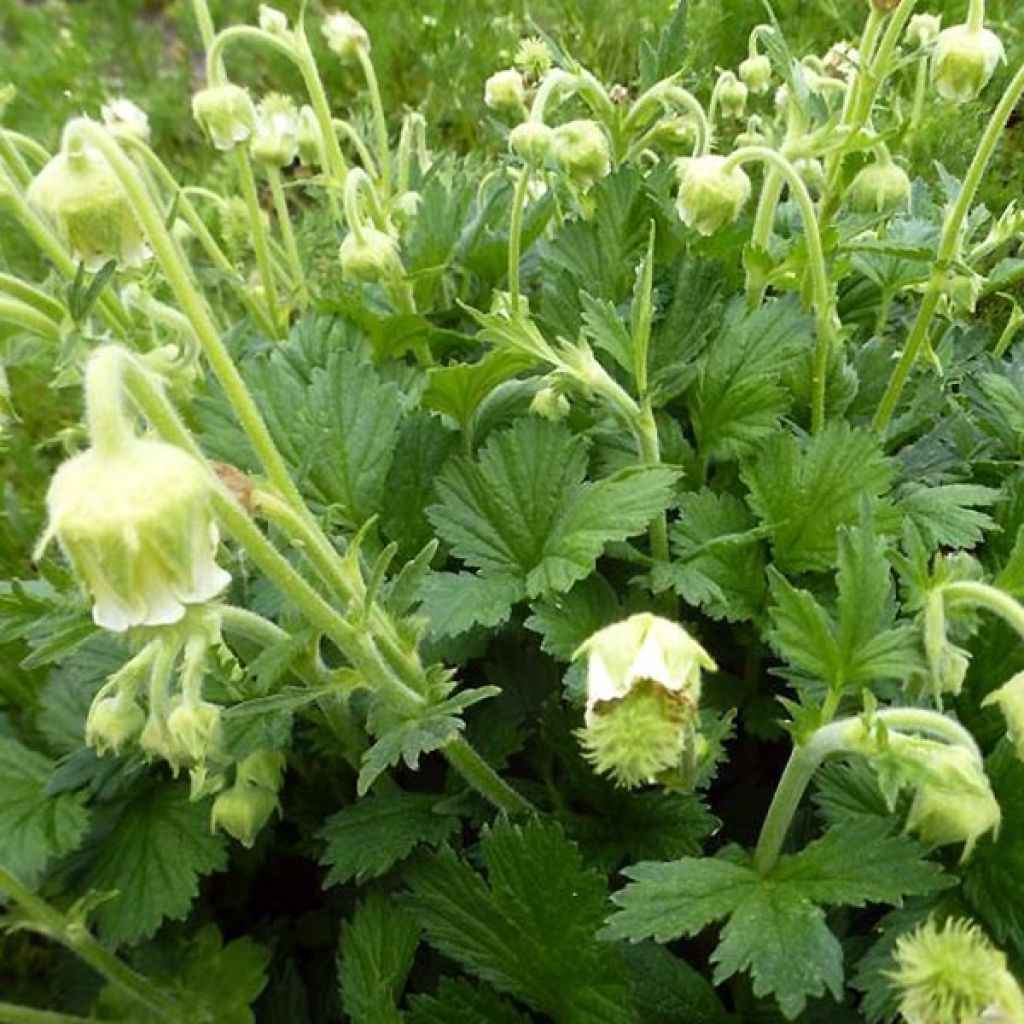 Geum rivale Album - Bach-Nelkenwurz