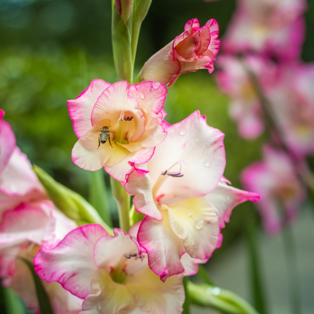 Großblütige Gladiole Priscilla - Gladiolus