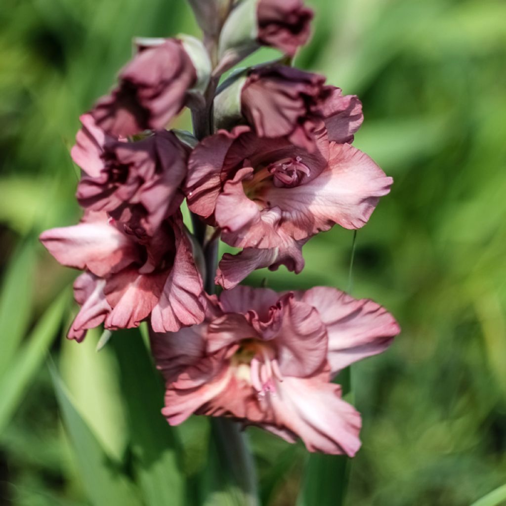 Großblütige Gladiole Dusk - Gladiolus