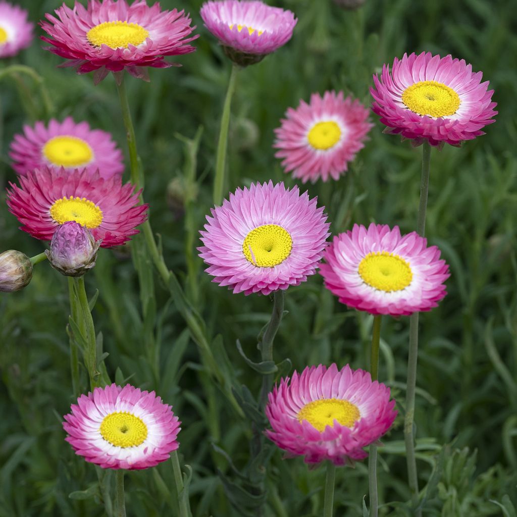 Strohblume Goliath (Samen) - Acroclinium