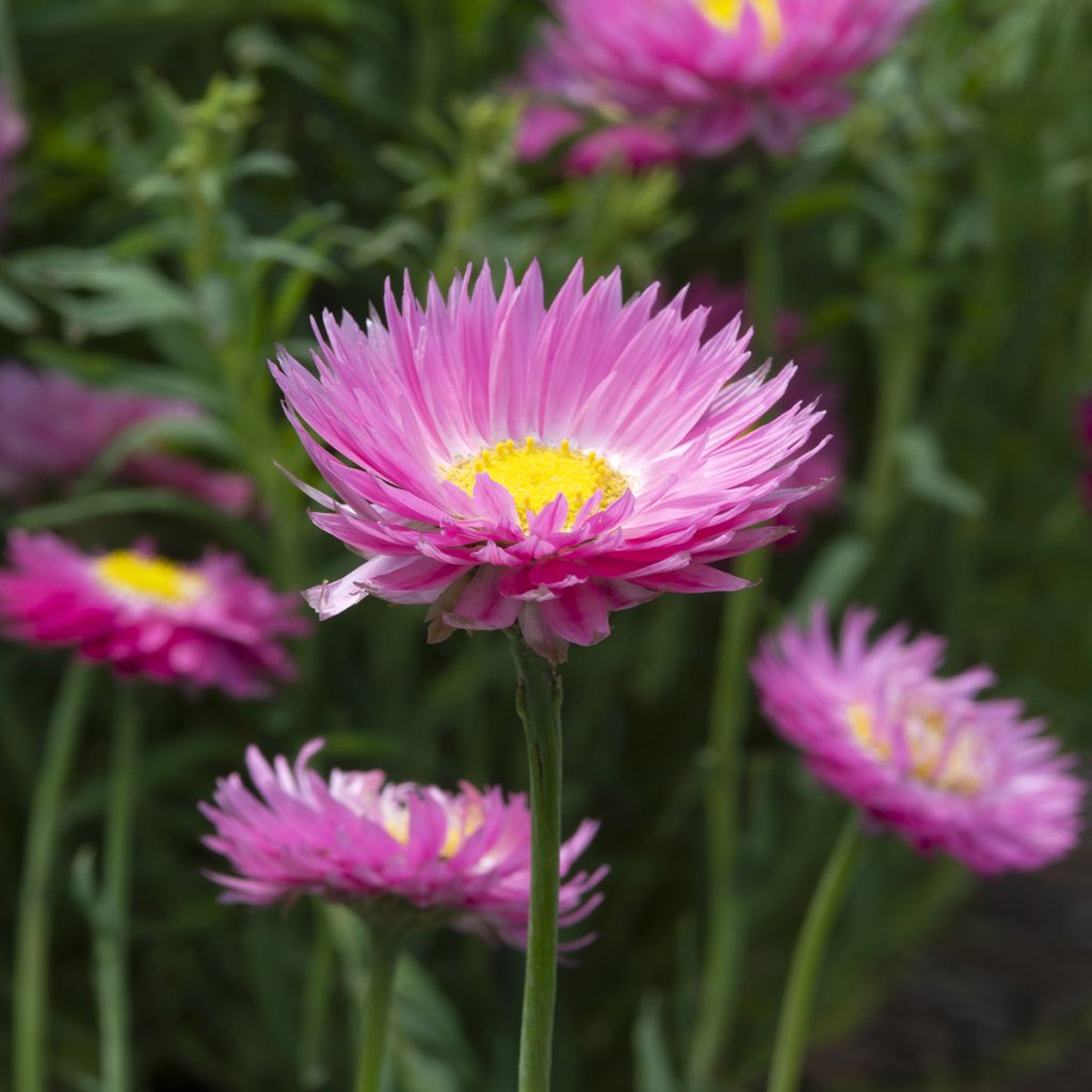 Strohblume Goliath (Samen) - Acroclinium