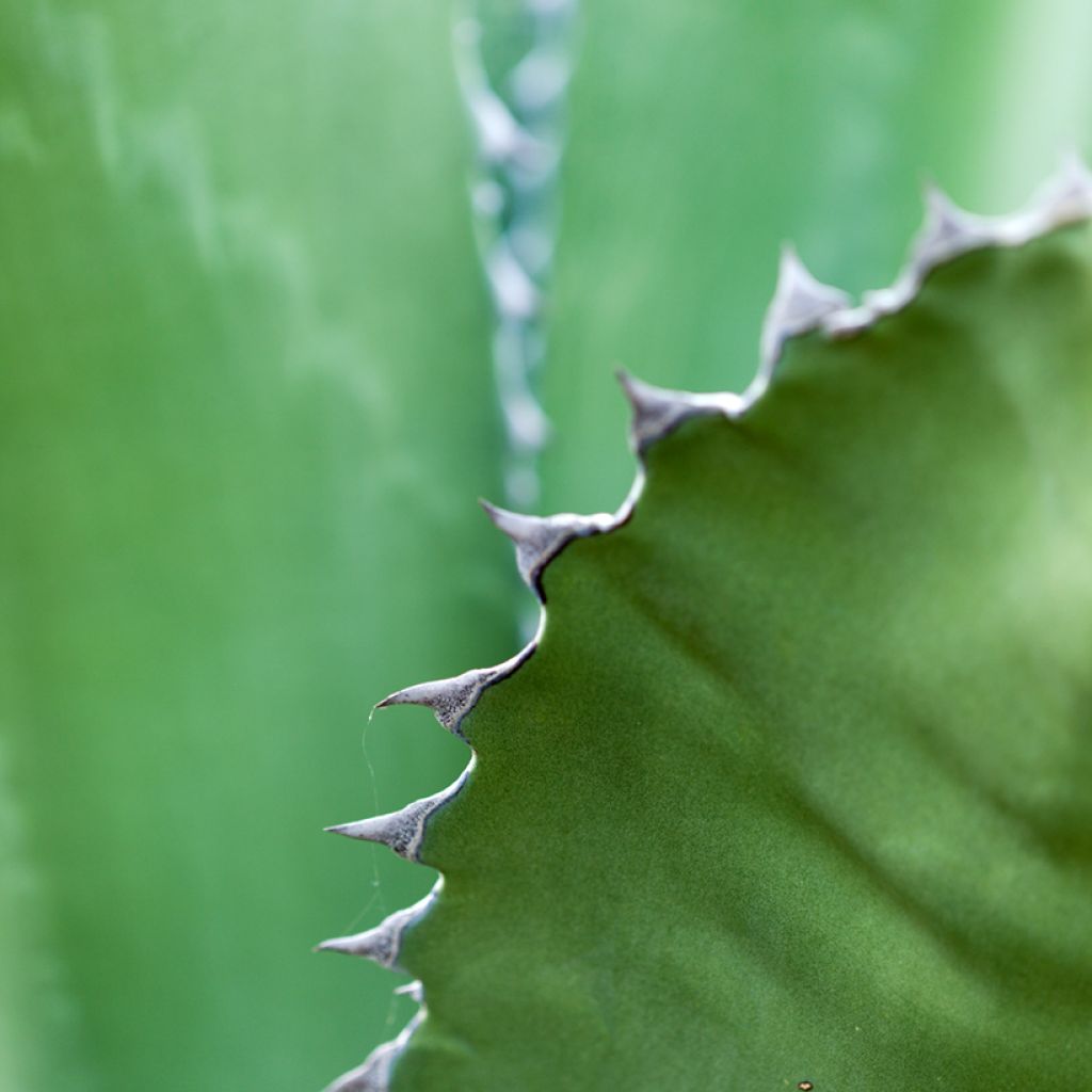 Agave salmiana (Samen)